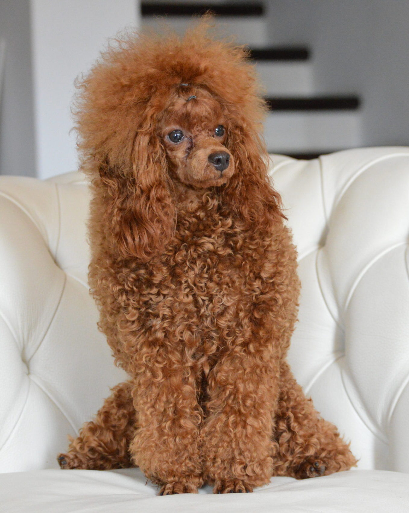 cane, fulvo, diamante, diamanti blu, diamanti blu poodle, diamantiblu, barbone, barboncino, red, toy, barbone red, barboncino fulvo, barbocino toy