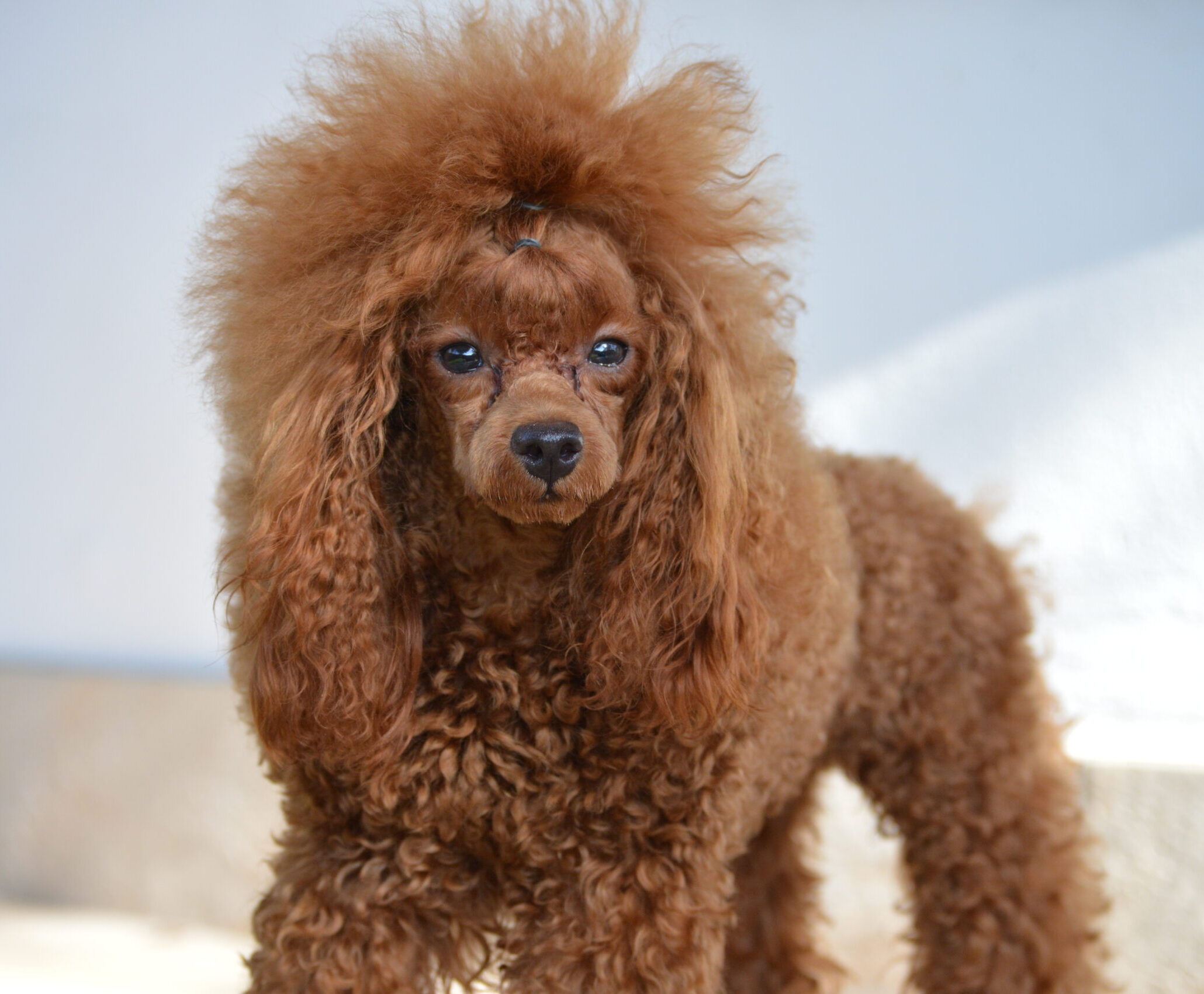 cane, fulvo, diamante, diamanti blu, diamanti blu poodle, diamantiblu, barbone, barboncino, red, toy, barbone red, barboncino fulvo, barbocino toy