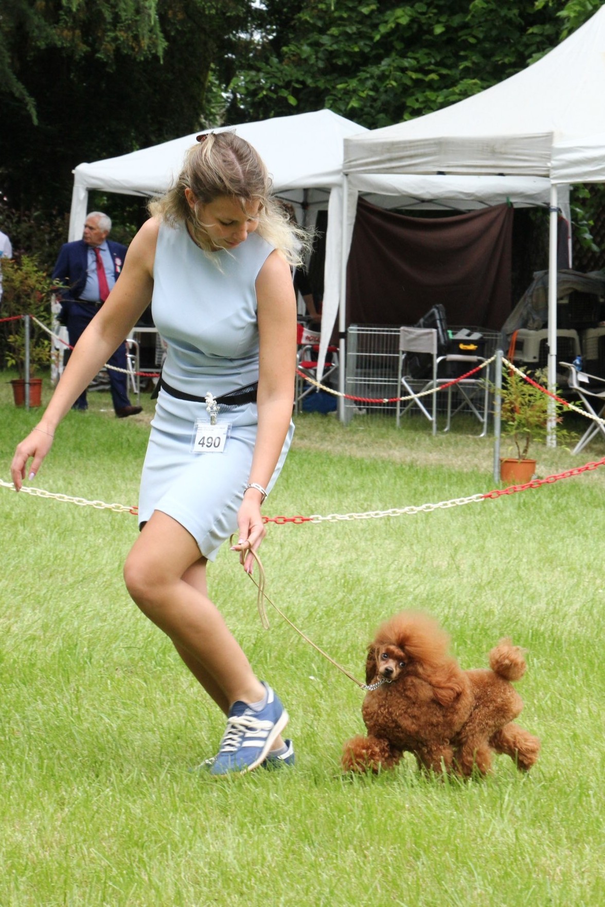cane, fulvo, diamante, diamanti blu, diamanti blu poodle, diamantiblu, barbone, barboncino, red, toy, barbone red, barboncino fulvo, barbocino toy