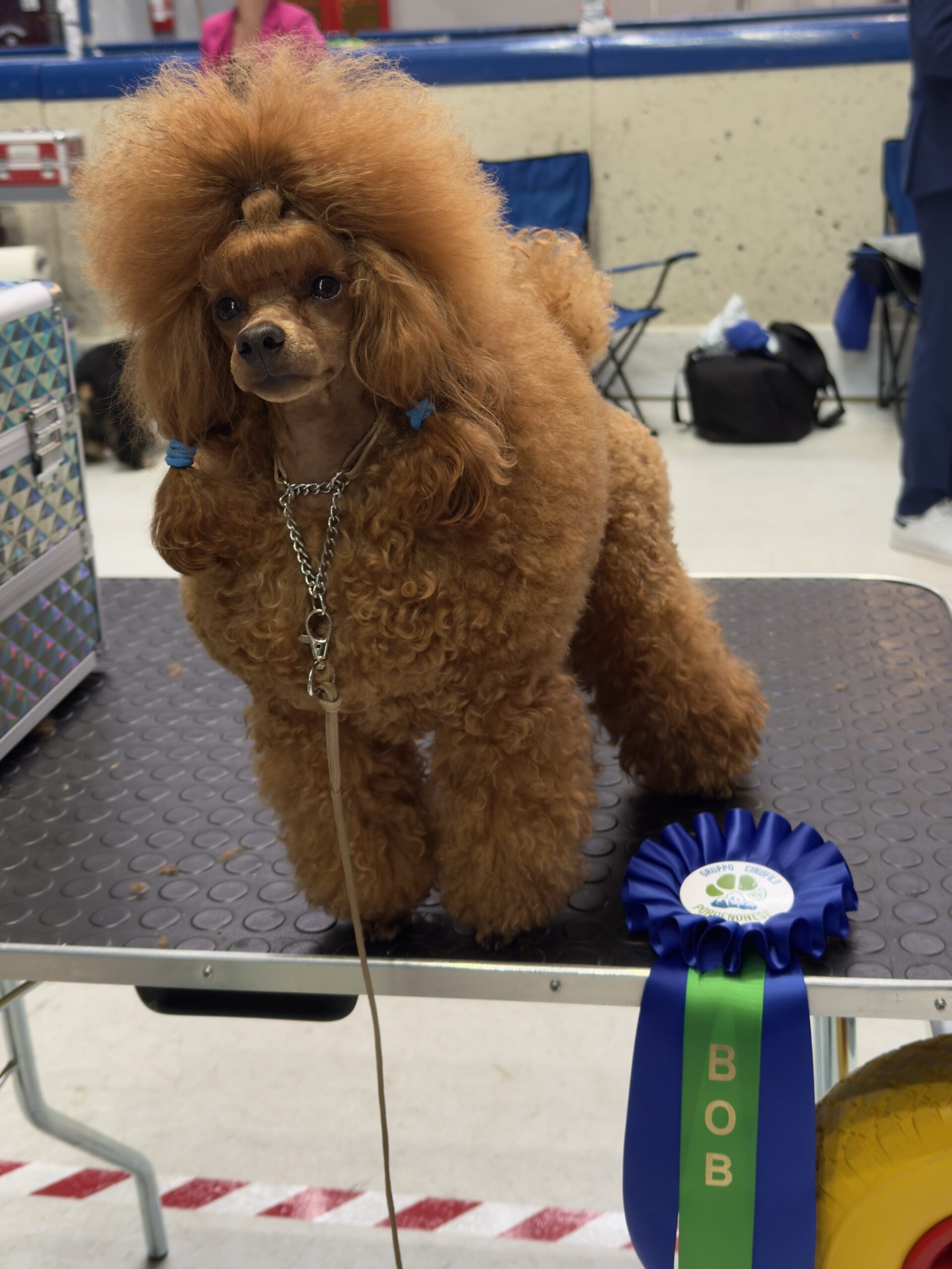 cane, fulvo, diamante, diamanti blu, diamanti blu poodle, diamantiblu, barbone, barboncino, red, toy, barbone red, barboncino fulvo, barbocino toy