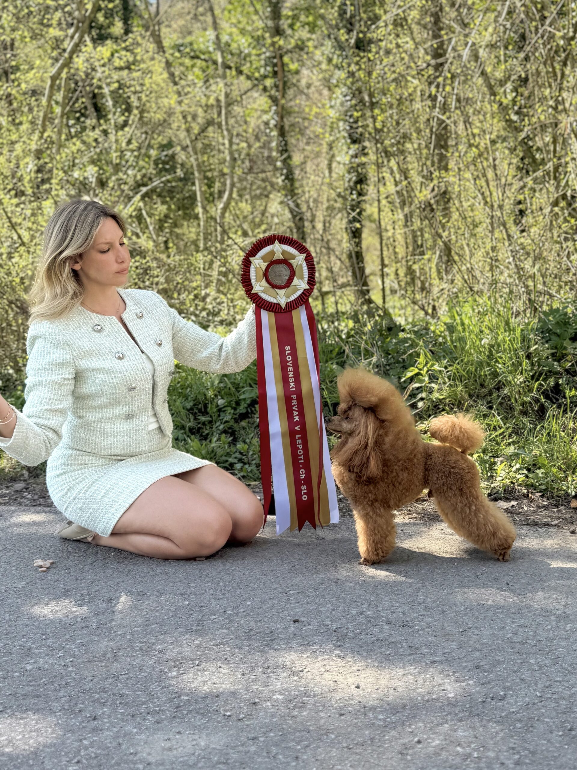 barboncino toy, barbone, toy fulvo, red, cane, campione sloveno, champion
