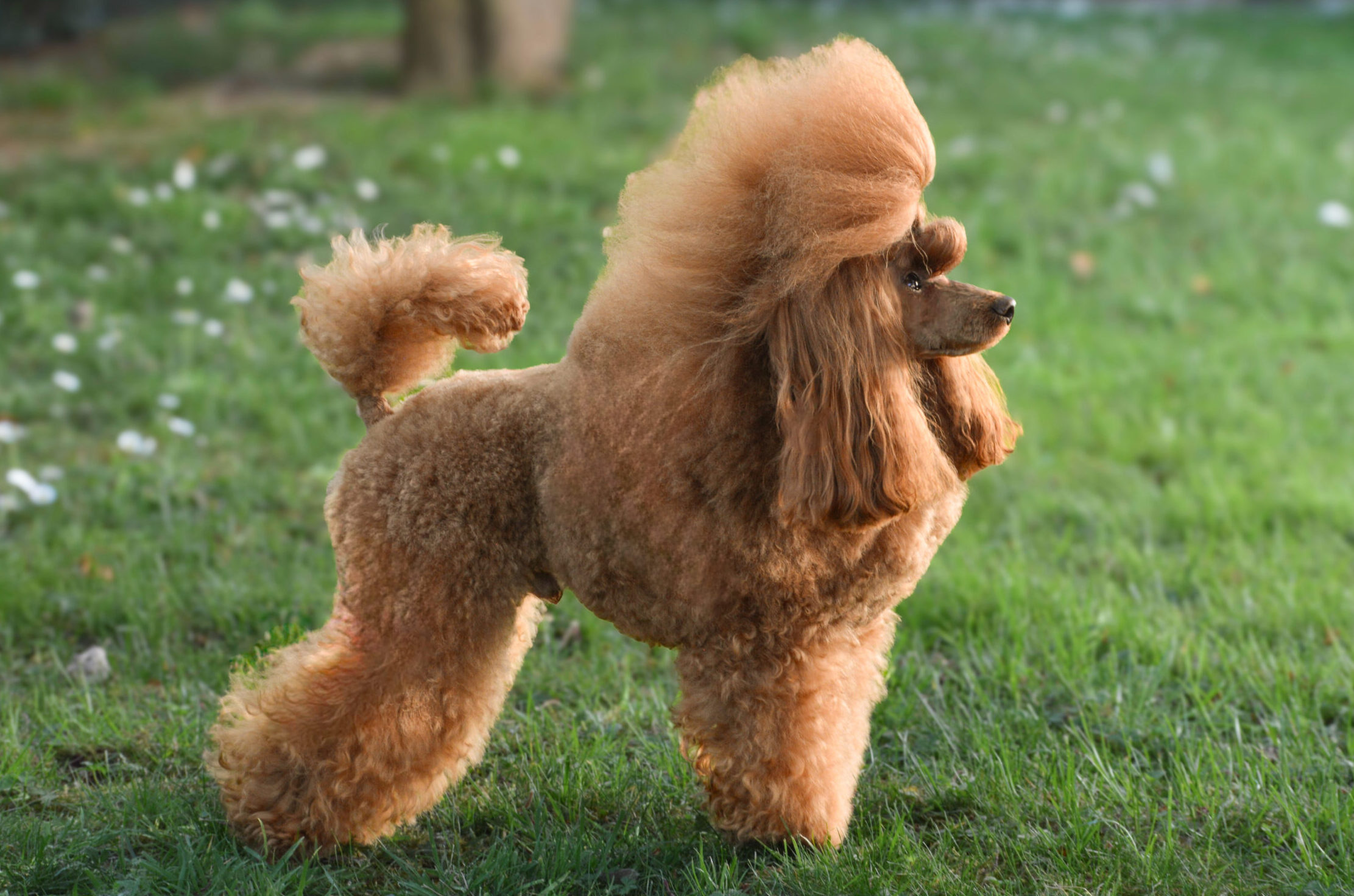 barboncino toy, barbone , toy fulvo, red
