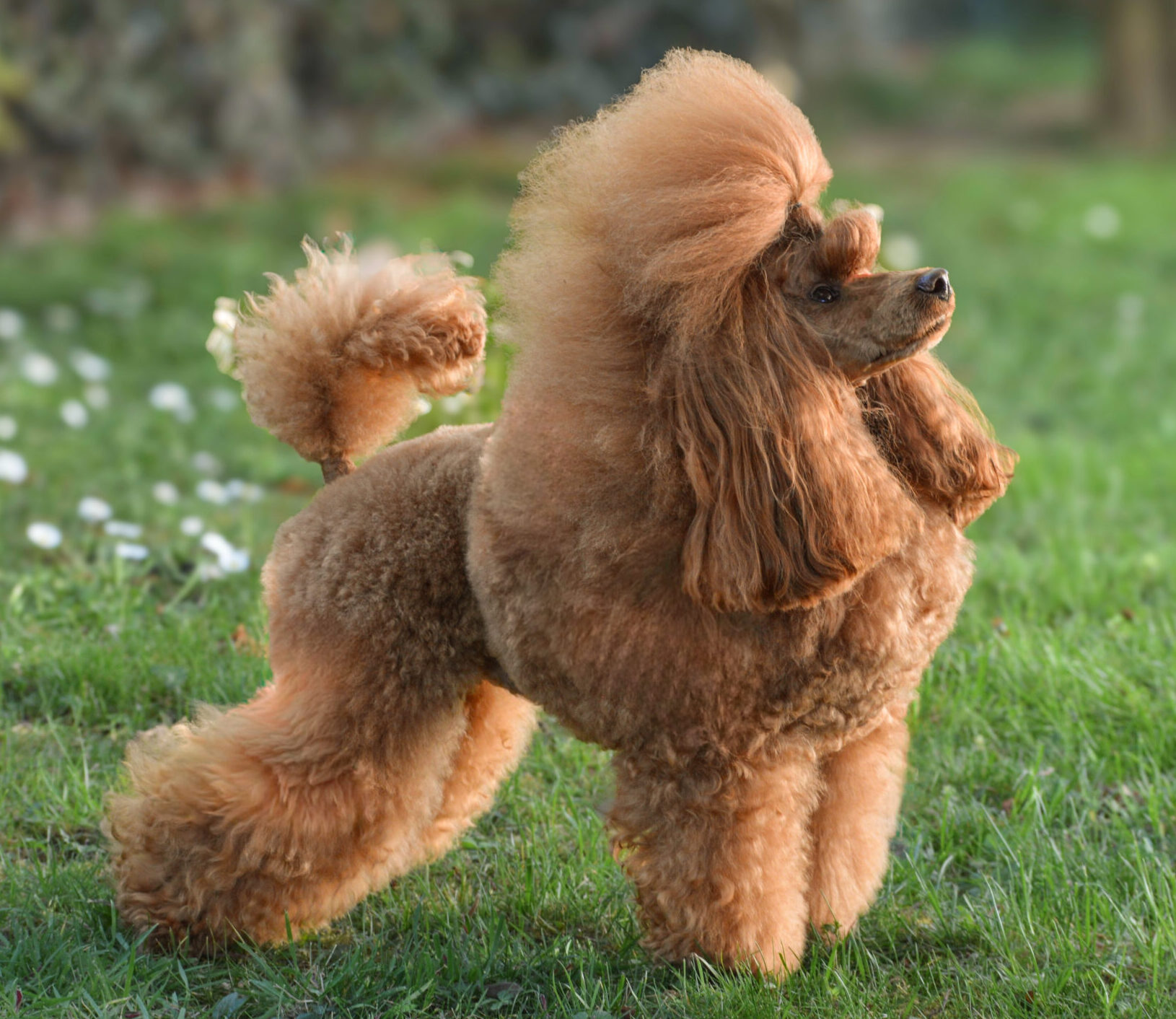 cane, barboncino, toy, barbone , fulvo, red